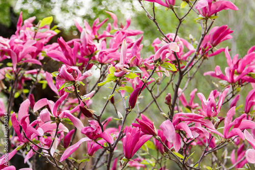 blooming bush pink  magnolia in foliage