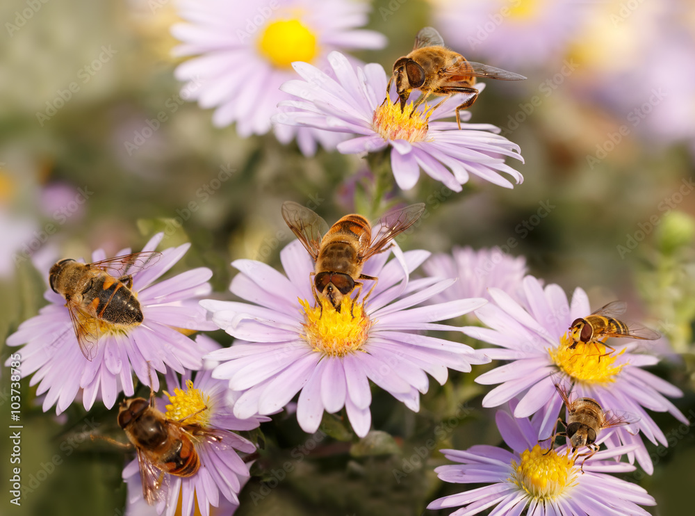closeup many Honey bees drinking nectar from the purple flowers closeup many Honey bees drinking nectar from the purple flowers