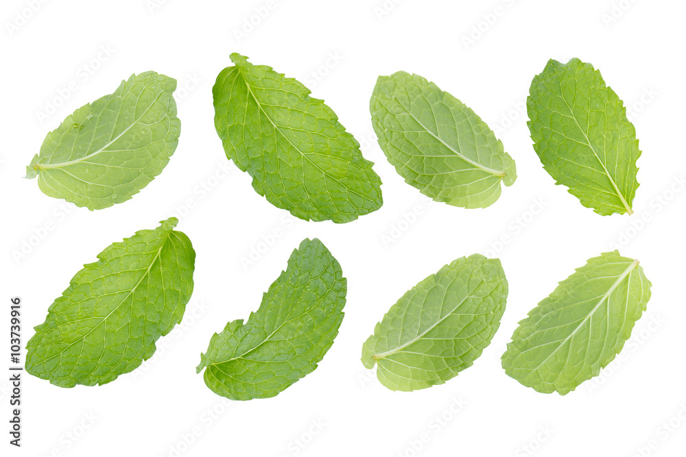 Naklejka premium mint leaf isolated on white background