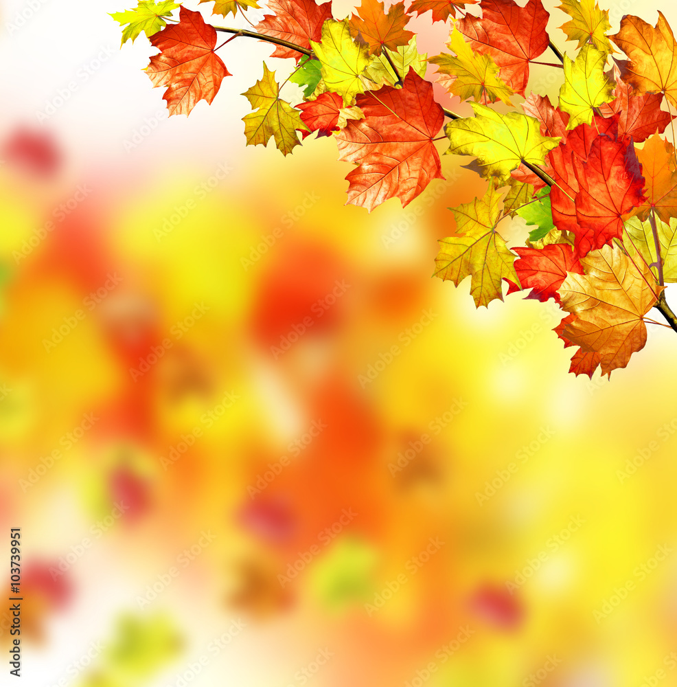 Autumn foliage. Autumn foliage.