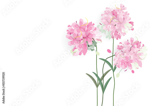 pink flowers on white background vector illustration