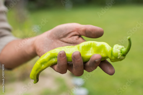 Hand of a young men harvesting mature green peppers.
