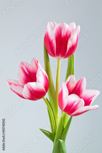 Fototapeta Naklejka Na Ścianę i Meble -  Bouquet of pink tulips.