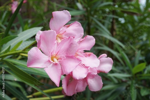 Εκτύπωση καμβά Pale pink flower clusters of nerium oleander (pink laurel)