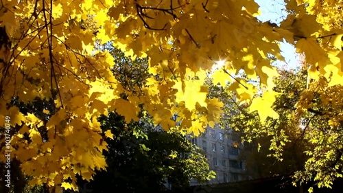 The leaf fall. Autumn day