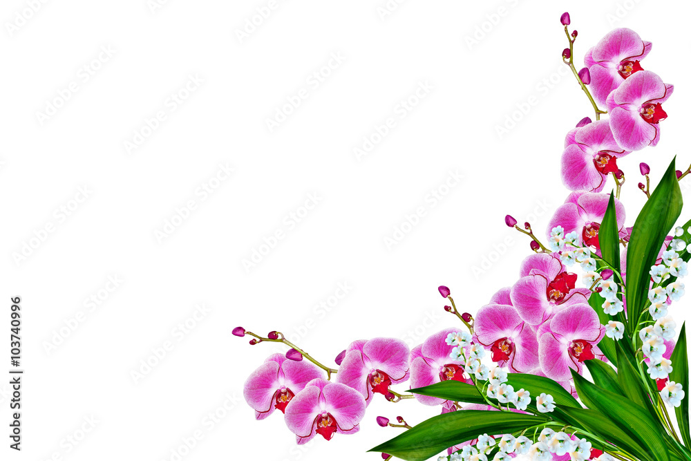 Orchid flower isolated on white background.