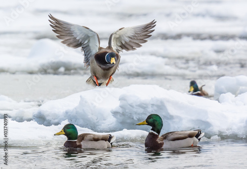 Mallards