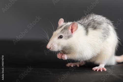 domestic rat closeup © Maslov Dmitry