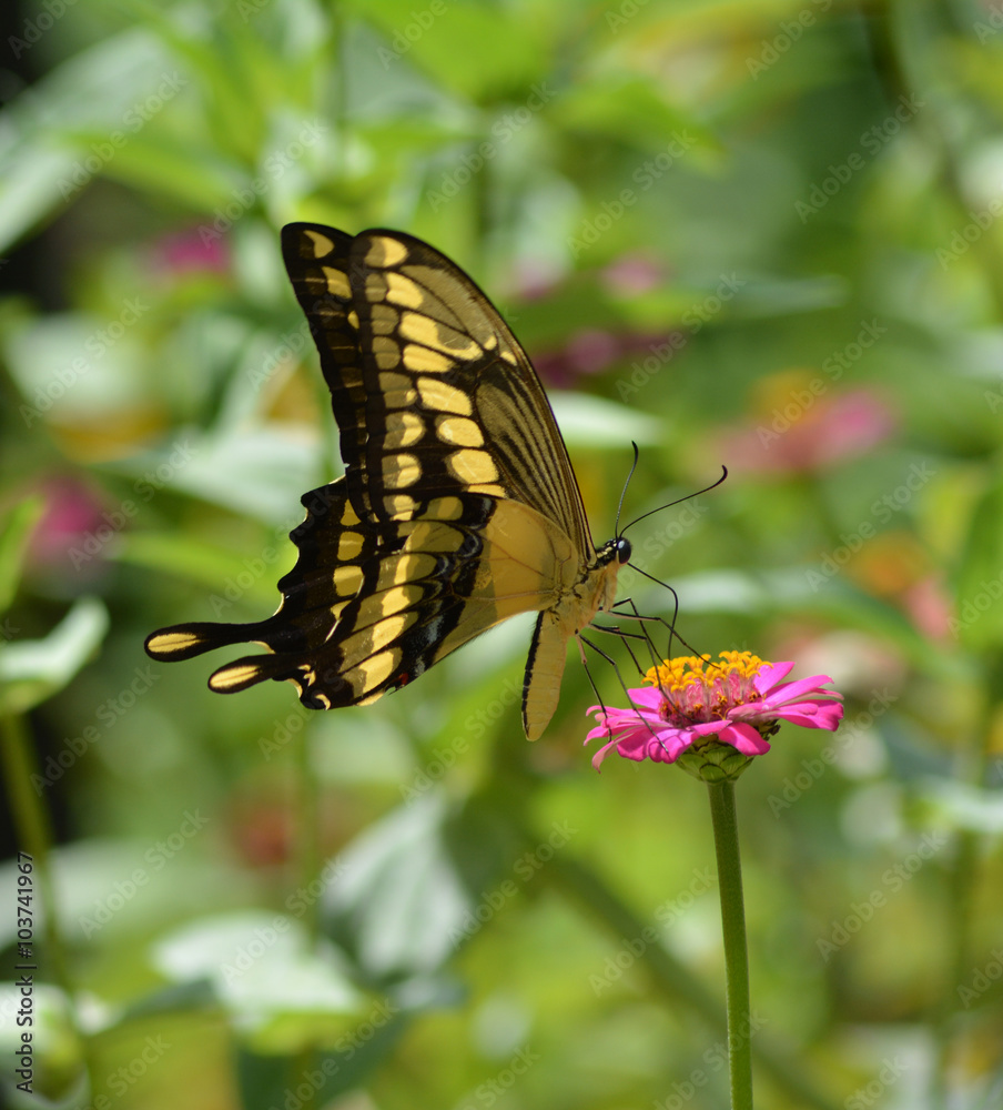 Naklejka premium Buterfly garden pink flower