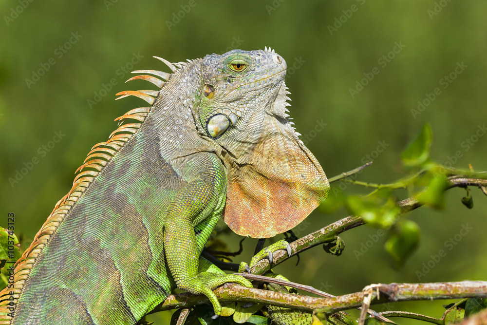 Obraz premium Green Iguana