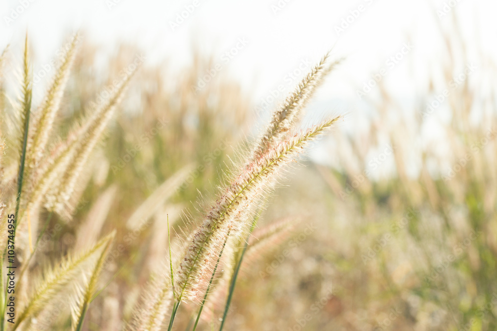 Grass flowers Grass flowers