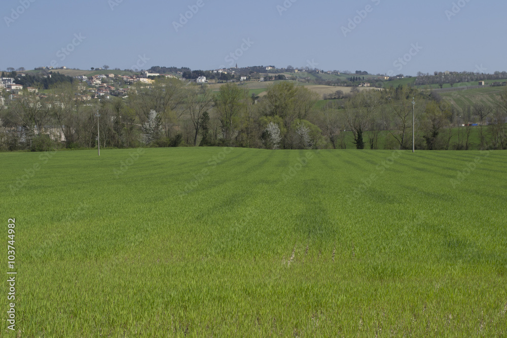 Comune di Serra de' Conti - la campagna in primavera
Comune di Serra de' Conti - la campagna in primavera