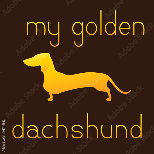 My golden dachshund photo