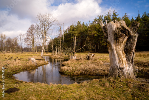 Strumie   i wierzby