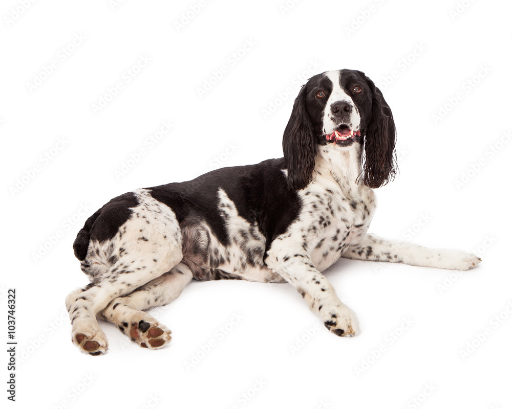 Black Springer Spaniel Dog Laying Over White