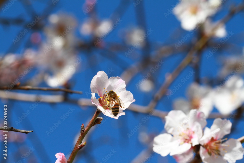  cerisier en fleurs  2016