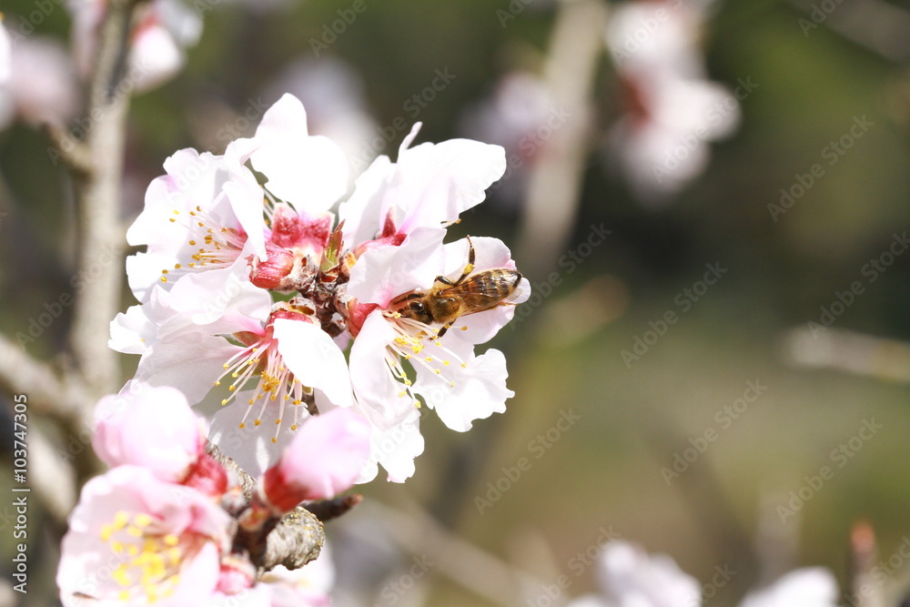floraison 2016 (4) floraison 2016 (4)