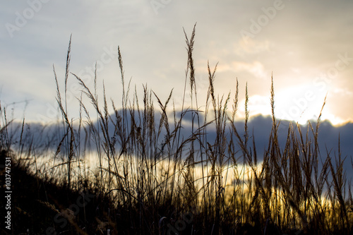 Gr  ser im Wind vor dramatischem Himmel