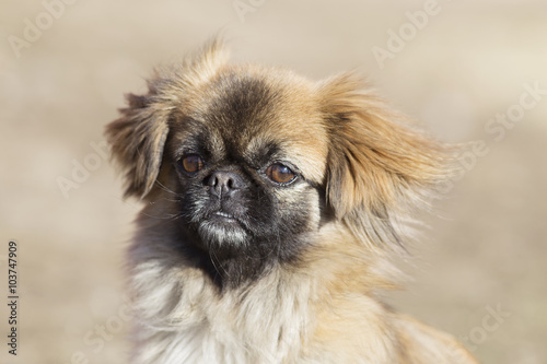 Portrait of a small dog