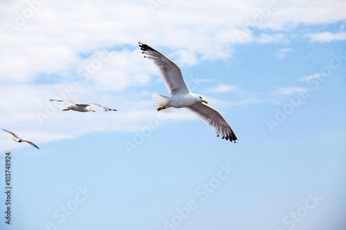 Beautiful seagulls soaring in the blue sky 