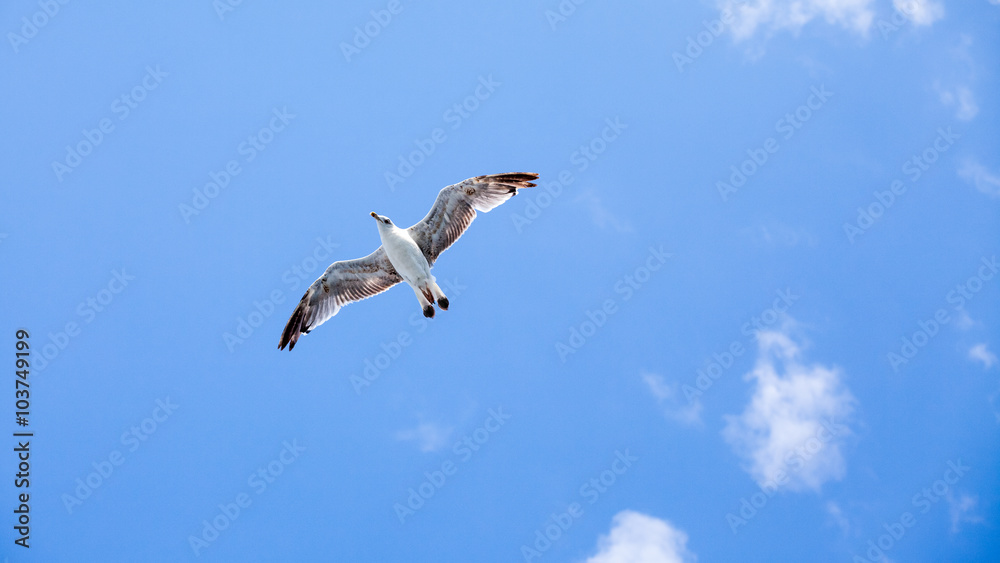 Obraz premium Beautiful seagulls soaring in the blue sky 