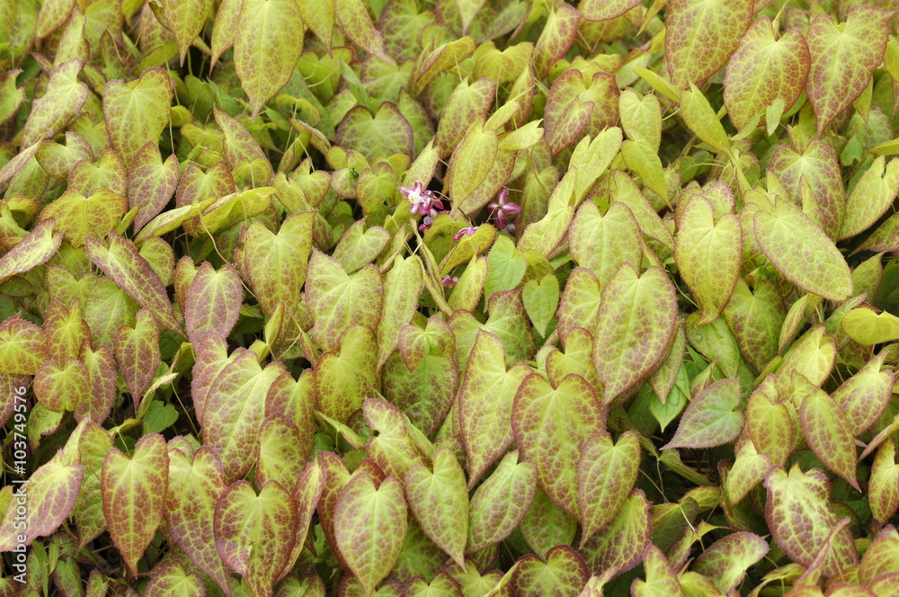 Fototapeta premium The red and green foliage of red barrenwort