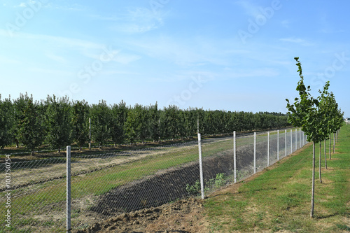 Young apple orchard