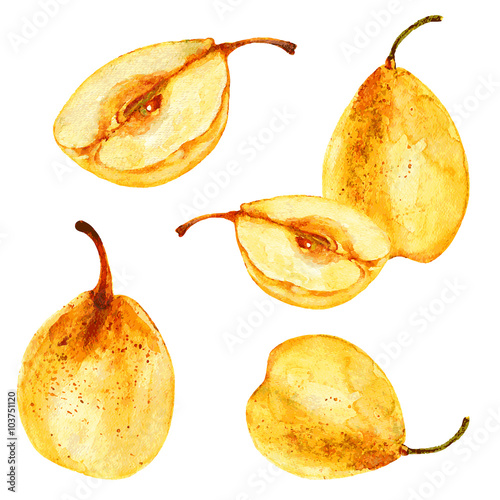Pear, half of pear hand drawn vector watercolor illustration on white background