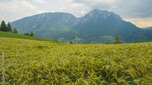 Wheat field photo