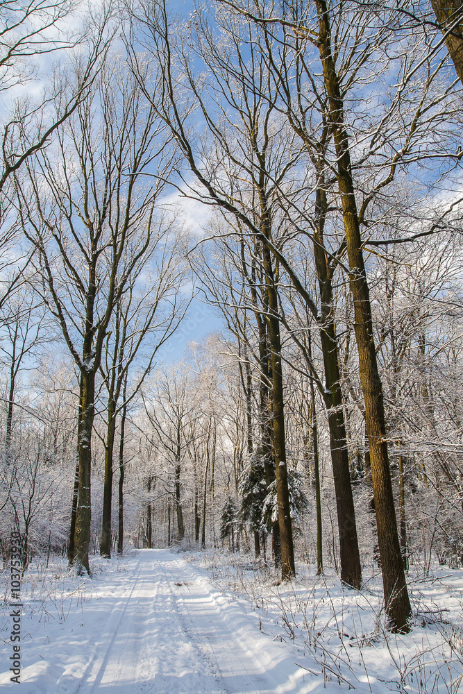 Fototapeta premium Forest in winter