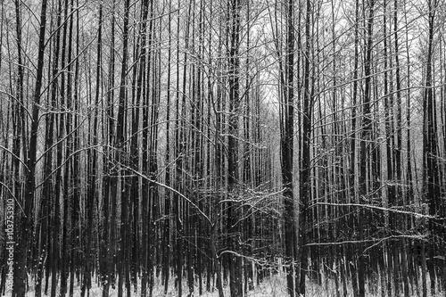 Forest in winter