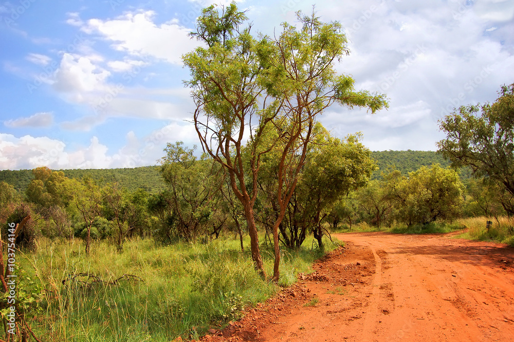 Beautiful African landscape with a red road./African Red Road on the bush and blue sky background.