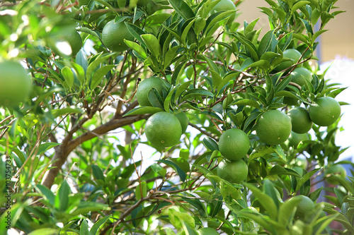 Green fruits and leafs of the tangerine tree