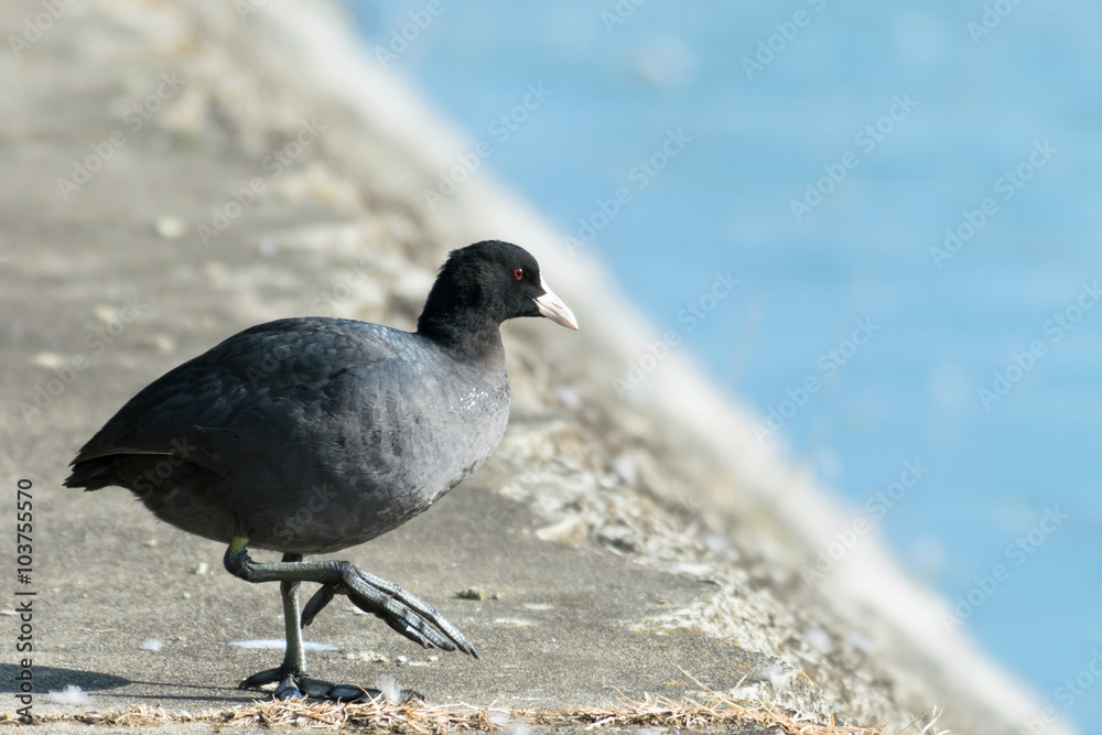 Obraz premium 歩くオオバン