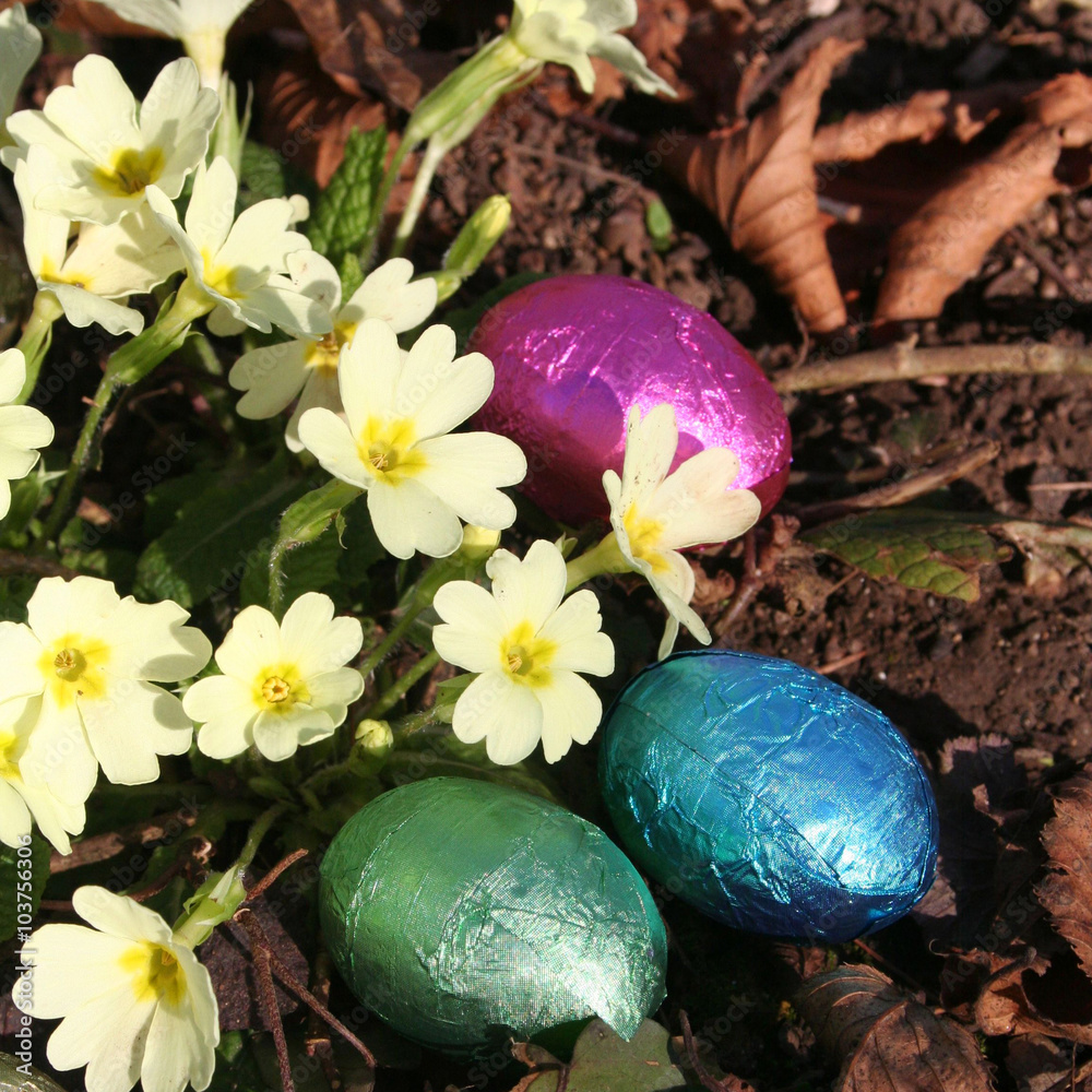 Pasqua.  Uova di cioccolato e primule gialle in primavera - obrazy, fototapety, plakaty 