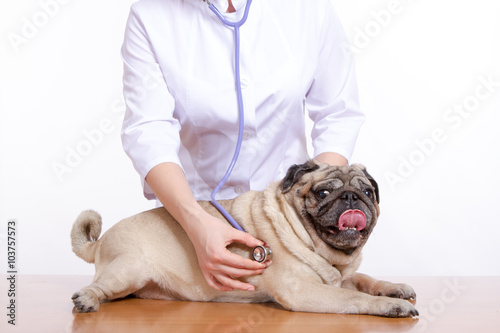 the vet listens with a stethoscope dog pug