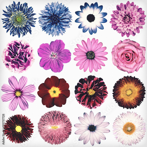 Various Vintage Retro Flowers Collection Isolated on White © tr3gi