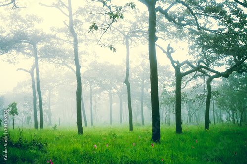 Soft focus of misty forest after rain, abstract nature backgroun