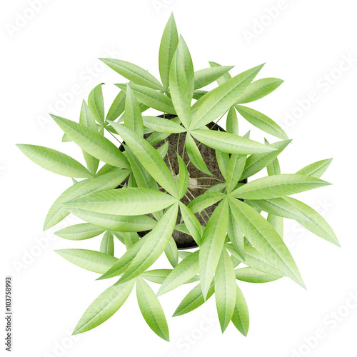 top view of potted money tree isolated on white background