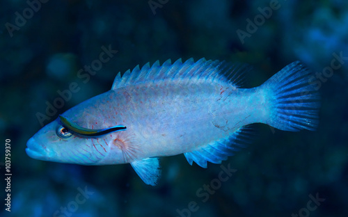  Cheeklined splendour wrasse (Cheilinus digrammus) and cleaner wrasse in the Red Sea, Egypt.