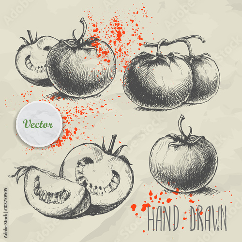 Set of hand drawn tomato. Vintage sketch style illustration. Organic eco food