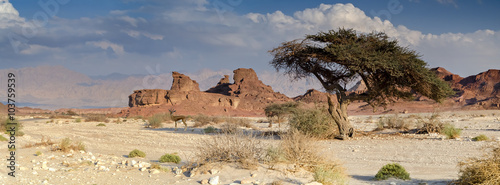 фотографія Geological formation in desert of the Negev, Israel