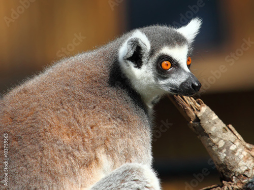Ring-tailed Lemur