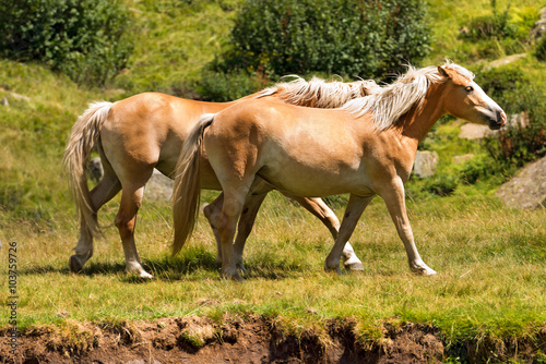 Wild horses - National Park of Adamello Brenta / Two brown and white horses in mountain. National Park of Adamello Brenta, Val di Fumo. Trentino Alto Adige, Italy