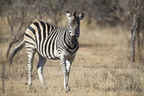 Zebra standing in grass among trees during winter