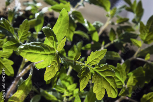 young tomato seedlings