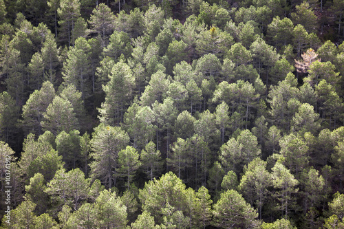 Trees. Los Ports de Beseit photo