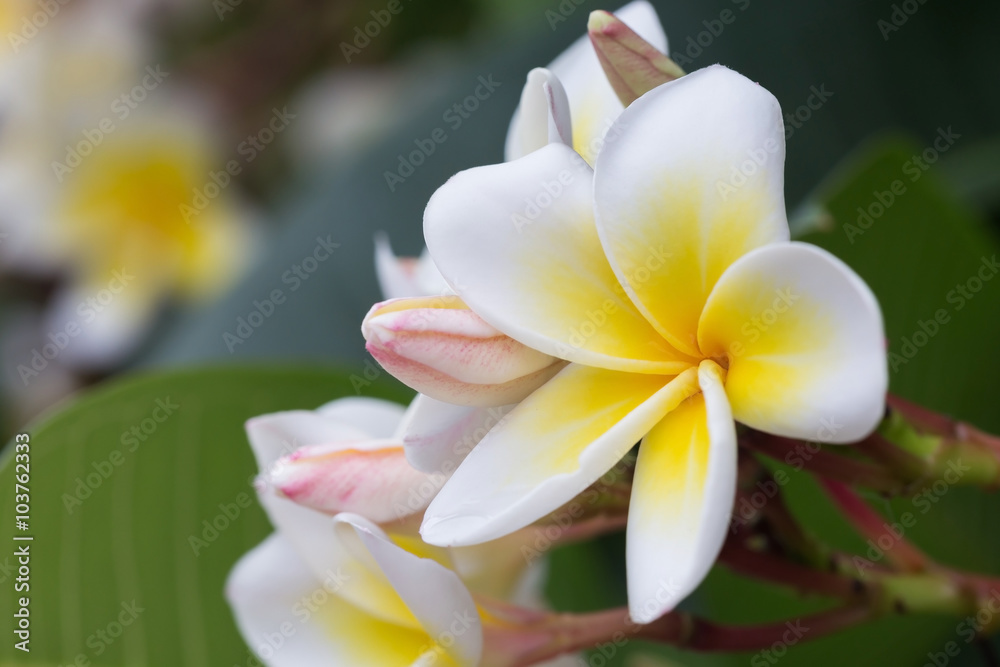 Fototapeta premium white frangipani tropical flower, plumeria flower blooming