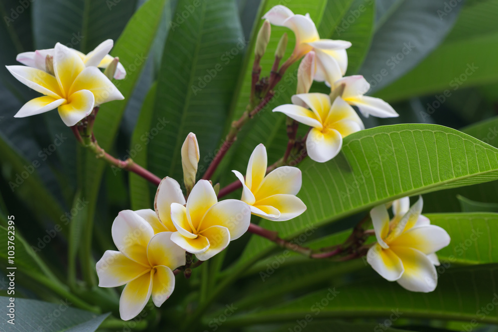 Obraz premium white frangipani tropical flower, plumeria flower blooming