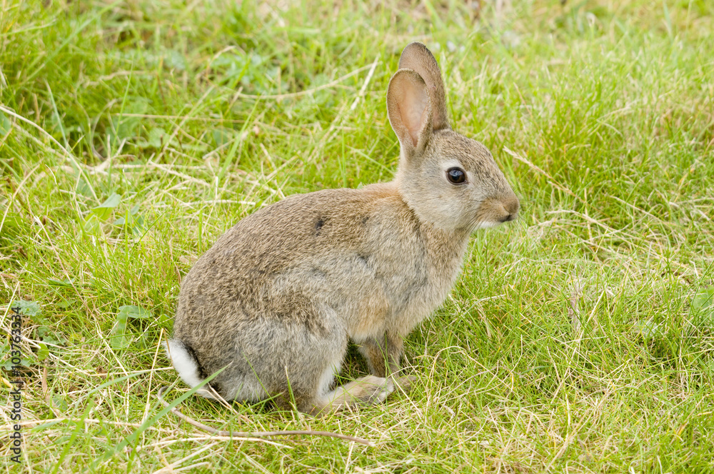 Rabbit in the grass Rabbit in the grass
